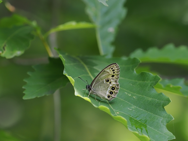 カ*コ様 ウラジャノメ　北海道産　6♂　日本産蝶標本 カ*コ様 ウラジャノメ 北海道産 6♂ 日本産蝶標本 カ*
